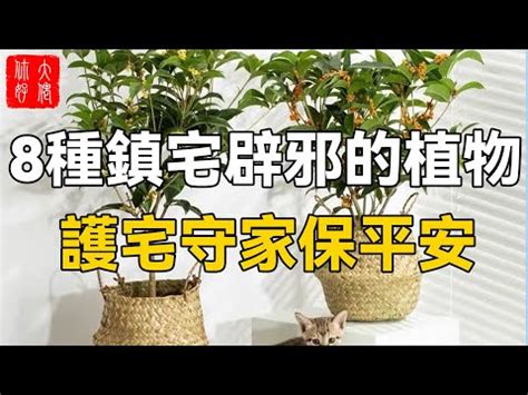 門口避邪|鬼月「避邪植物」推薦這5種！「抹草」沐浴可趨吉避。